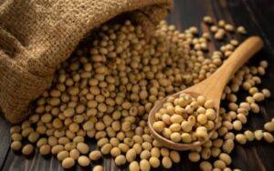 Soja e trigo hoje: confira as cotações para esta quinta-feira (12)