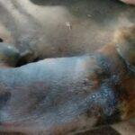 Homem é multado em R$50 mil após morte de cachorro vítima de maus-tratos em Aparecida