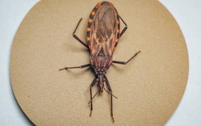 Doença de Chagas: 155 municípios prioritários recebem quase R$ 12 milhões para ações de vigilância