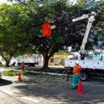 Amma e Comurg alinham equipes técnicas e operacionais e padronizam manejo arbóreo de Goiânia