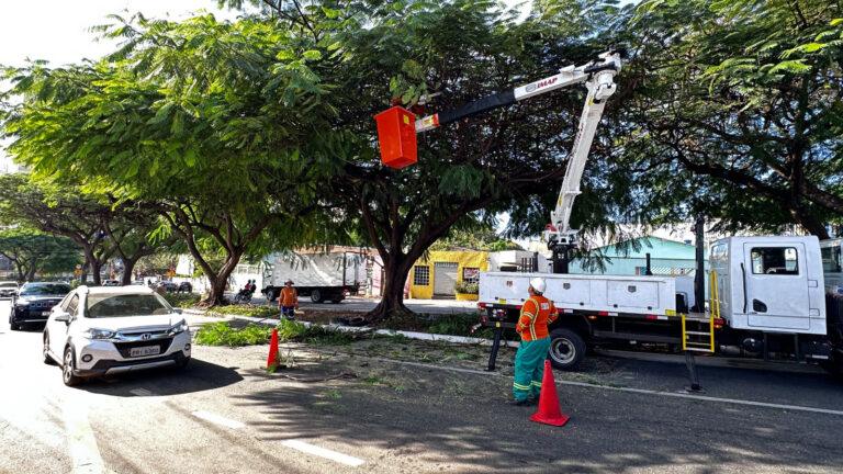 Amma e Comurg alinham equipes técnicas e operacionais e padronizam manejo arbóreo de Goiânia