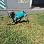 Prefeitura de Aparecida promove feira de adoção responsável de animais neste sábado, 11
