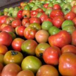 GOIÁS LIDERA PRODUÇÃO NACIONAL DE TOMATE COM 1,34 MILHÃO DE TONELADAS ESTIMADAS PARA 2026