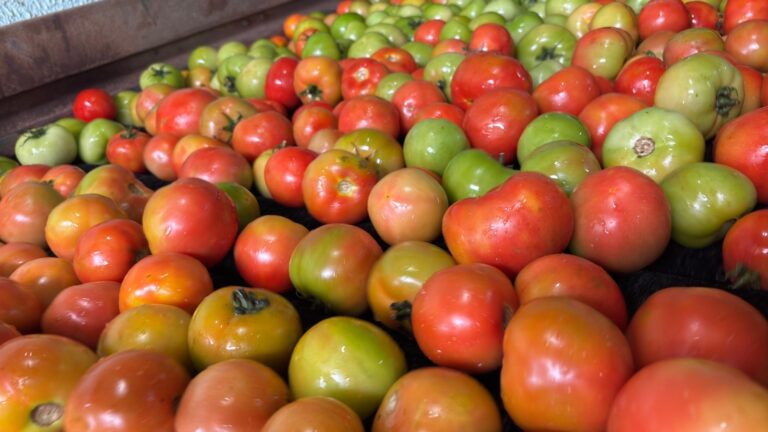 GOIÁS LIDERA PRODUÇÃO NACIONAL DE TOMATE COM 1,34 MILHÃO DE TONELADAS ESTIMADAS PARA 2026