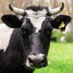 Boi gordo, frango e suíno: confira cotações para esta segunda-feira (26)