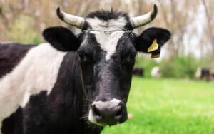 Boi gordo, frango e suíno: confira cotações para esta segunda-feira (26)