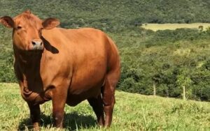 Boi gordo mantém preço estável em São Paulo, com arroba a R$ 381,40
